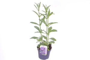 Tall Verbena (Verbena bonariensis) – 13cm Pot