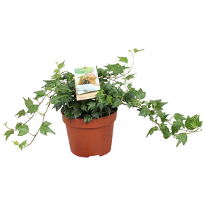Hedera helix ‘Jessica’ Ivy – 13cm Pot
