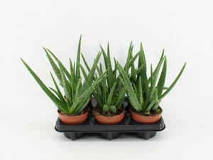 Aloe Vera – 12cm Pot, Approx. 35cm High