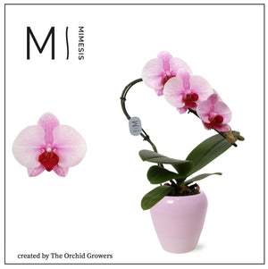 Pink Phalaenopsis Orchid – 7cm Ceramic Pot