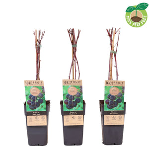 Black Jewel Blackberry (Rubus occidentalis) – 15cm Pot