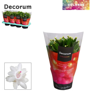 White Christmas Cactus (Schlumbergera) – 13cm Pot