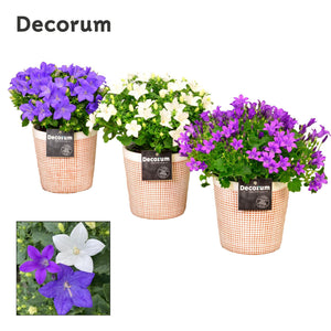 Mixed Campanula in Ceramic Pot – 13cm