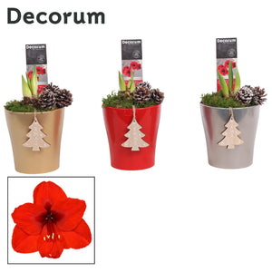 White Hippeastrum Amaryllis – 12cm Ceramic Pot