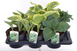 Mixed Hosta Plants – 17cm Pot