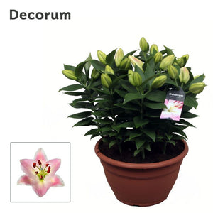 Pink Oriental Lily ‘Lil Or Rascal’ – 25cm Pot