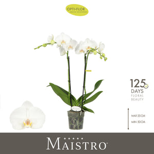 White Phalaenopsis Orchid ‘Maistro Mozart’ – 12cm Pot