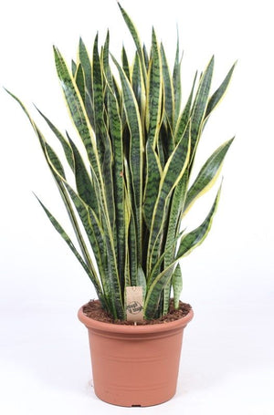 Snake Plant (Sansevieria trifasciata) – 35cm Pot, 110cm