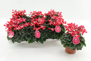 Lilac Cyclamen (Cyclamen persicum) – 13cm Pot