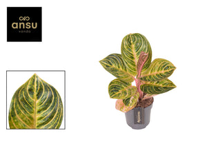 Aglaonema ‘Tourmaline Gold’ – 12cm Pot