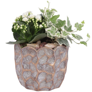 Pure Luxury Indoor Plant Arrangement – 15cm Ceramic Pot