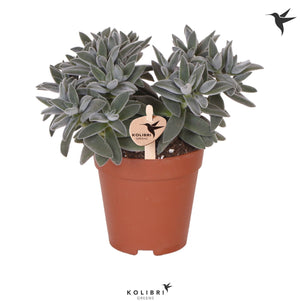Crassula Succulent – 9cm Pot, Approx. 17cm High