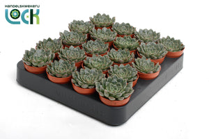 Echeveria glauca Succulent – 5.5cm Pot