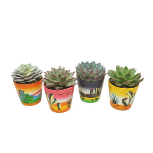 Mixed Echeveria Succulent – 7cm Ceramic Pot