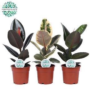 Mixed Ficus elastica Rubber Plant – 17cm Pot