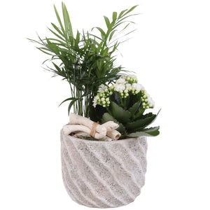 Soft Elegance Indoor Plant Arrangement – 14cm Ceramic Pot