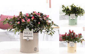 Mixed Rhododendron Azalea (Rhododendron simsii) – 12cm Pot