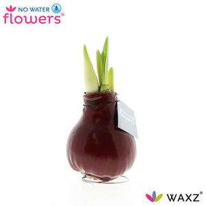 Burgundy Waxed Amaryllis (Hippeastrum)