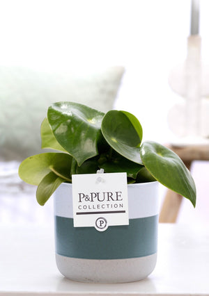 Raindrop Peperomia (Peperomia polybotrya) – 12cm Pot