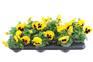 Yellow Viola with Blotch (Viola wittrockiana) – 11cm Pot