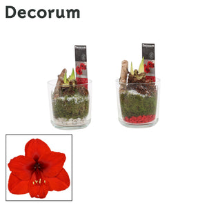 Red Amaryllis (Hippeastrum) – 12cm Glass Pot