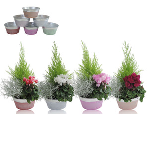 Decorative Zinc Plant Arrangement – 18cm Pot