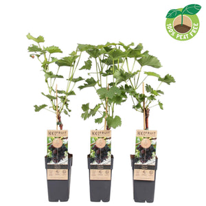 Venus Seedless Grape Vine (Vitis vinifera) – 15cm Pot