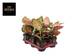 Aglaonema 'Crimson Love' – 12cm Pot