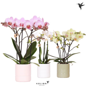 Mixed Phalaenopsis Orchid – 9cm Ceramic Pot, 40cm