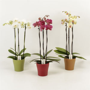 Mixed Phalaenopsis Orchid – 2 Stem, 12cm Ceramic Pot