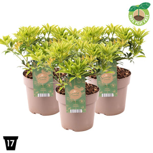 Pieris japonica ‘Cupido’ – 17cm Pot, 30cm High