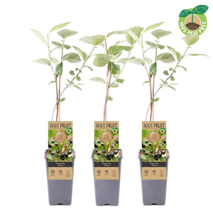 Black Chokeberry (Aronia melanocarpa) – 15cm Pot