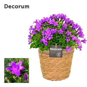 Dalmatian Bellflower (Campanula portenschlagiana) – 14cm Pot