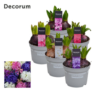 Mixed Hyacinth (Hyacinthus orientalis) – 12cm Pot