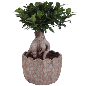 Ficus Ginseng Bonsai – 26cm Ceramic Pot