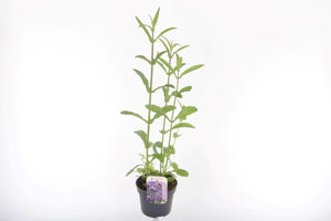 Tall Verbena (Verbena bonariensis) – 13cm Pot