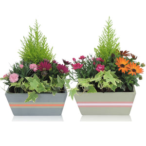 Wooden Potted Plant Arrangement – 21cm Pot