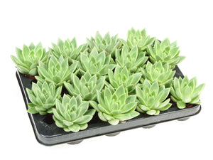 Echeveria Miranda Succulent – 6cm Pot