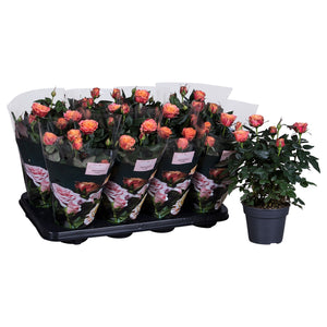 White Patio Rose (Rosa) – 13cm Pot
