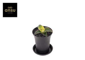 Sans Star Snake Plant (Sansevieria) – 7.5cm Pot