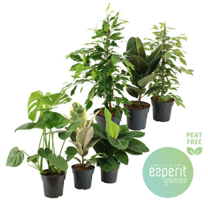 Mixed Green Houseplants – 17cm Pot, Approx. 55cm High