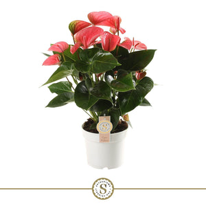 Pink Flamingo Flower Anthurium ‘Pink Champion’ – 17cm Pot