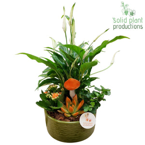 Green and Orange Echeveria Arrangement – 18cm Pot