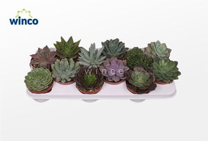 Mixed Echeveria Succulent – 10.5cm Pot