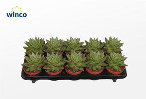 Echeveria ‘Lipstick’ Succulent – 10.5cm Pot