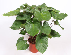 Homalomena ‘Ru Maggy’ Houseplant – 34cm Pot