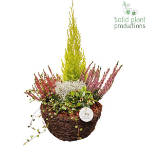 Salim Arrangement – 29cm Pot, 45cm High