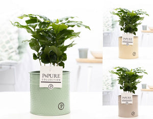 Arabica Coffee Plant (Coffea arabica) – 12cm Pot