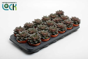 Echeveria purpusorum Succulent – 8.5cm Pot