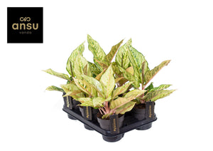 Aglaonema 'Chartreuse Pretty' – 12cm Pot